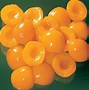 Image result for Canned Apricots Nutrition