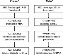 Image result for Genital Human Papillomavirus Stages