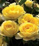 Image result for Yellow Rose Bushes