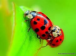 Image result for Ladybug iPhone Wallpaper