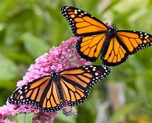 Image result for High Resolution Butterflies