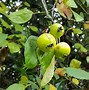 Image result for Green Crabapple Tree