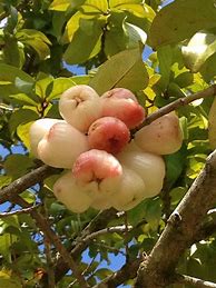 Image result for Seedless Apple Variety