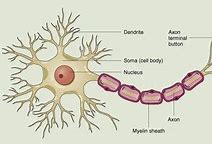 Image result for Nerve Cells in the Brain
