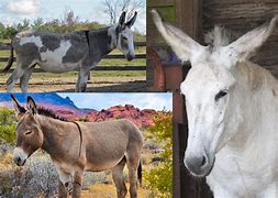 Image result for What Is the Difference Between Mule Jenny Donkey and Burro