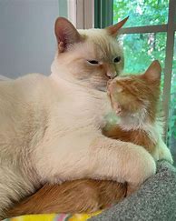 Image result for Stage 5 Clingers Cat