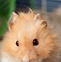 Image result for Teddy Bear Hamstert