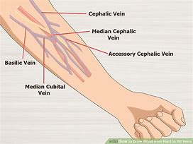 Image result for Hand and Arm Vein Anatomy