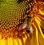 Image result for Yellow Theme Images
