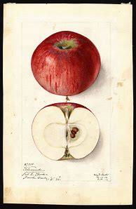 Image result for Old Time Apple Varieties
