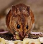 Image result for GMO Mice