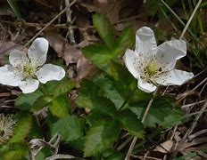 Image result for Donna Dewberry One Stroke Daisy