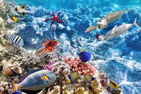 Image result for Underwater Background Fish and Coral
