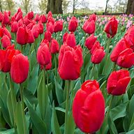 Tulipa Lalibela に対する画像結果