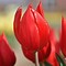 Tulipa Duc van Tol Cocchineal-साठीचा प्रतिमा निकाल