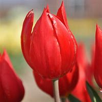 Image result for Tulipa Duc van Tol Cocchineal