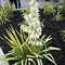 Image result for Yucca filamentosa