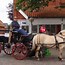 Image result for Classic Horse Cart