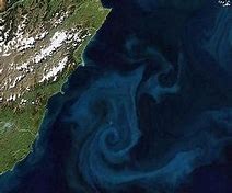 Image result for fjtoplancton