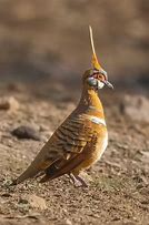 Image result for Geophaps Columbidae
