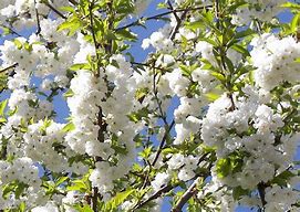 Image result for Prunus avium Dubbele Meikers