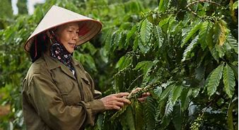 Image result for Vietnam Coffee Growing