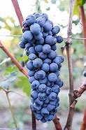 Image result for Nebbiolo