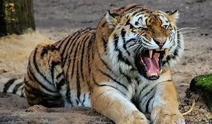 Image result for Tiger Eating Brown Bear