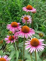 Image result for Echinacea Pica Bella