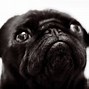 Image result for Black Pug Face