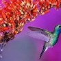 Image result for Free Hummingbird Screensavers