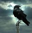 Image result for Raven Crow Gothic