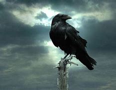Image result for Gothic Crow