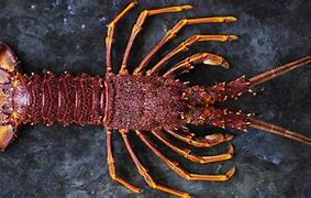 Image result for Largest Lobster Tail