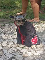 Image result for Cat Akatsuki Meme Pinterest