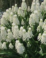 Image result for Muscari armeniacum Siberian Tiger