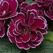 تصویر کا نتیجہ برائے Primula vulgaris Queen Burgundy