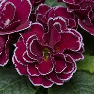 Primula vulgaris Queen Burgundy కోసం చిత్ర ఫలితం