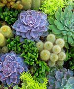 Image result for Succulent Cactus