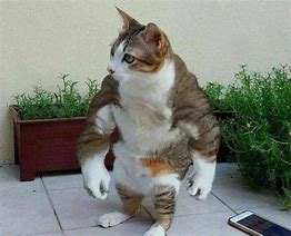 Image result for Buff Ginger Cat Meme