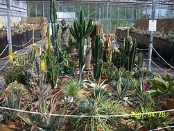 Image result for Cactus Ipone Case