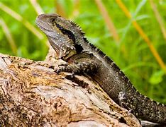Image result for Chinese Water Dragon Lizard Wallpaper