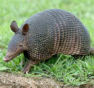 Image result for The Armadillos Band Origin