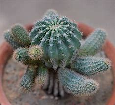 Image result for Echinopsis eyriesii