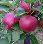 Image result for Black Diamond Apple Tree Seeds