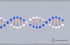 Image result for DNA Gene Allele