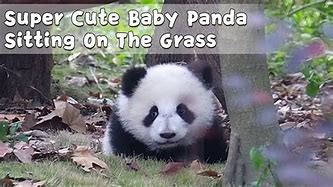 Image result for Panda Sitting On the Grass