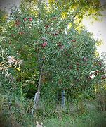 Image result for Leaves of a Connell Red Apple Tree