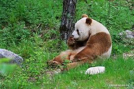 Image result for Giant Panda Bear Eating Bamboo