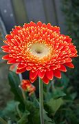 Image result for Orange Flower Photography